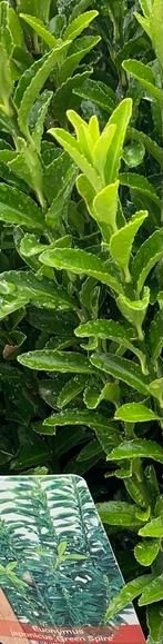 Euonymus Japonicus, Tuin en Terras, Ophalen, Buxus, Minder dan 100 cm