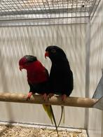 Super mooi koppel stella lori's., Dieren en Toebehoren, Vogels | Parkieten en Papegaaien