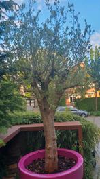 Grote Olijfboom 2,5 meter (stamomtrek 60cm), Tuin en Terras, Planten | Bomen, Olijfboom, 250 tot 400 cm, Zomer, Ophalen
