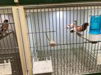 Te koop: prachtige Harlekijn kanaries, vele tt waardig!, Dieren en Toebehoren, Meerdere dieren, Kleurkanarie