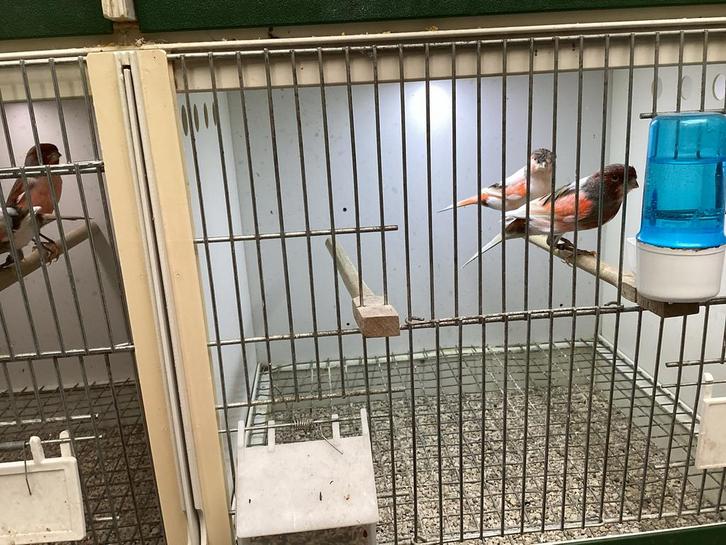 Te koop: prachtige Harlekijn kanaries, vele tt waardig!, Dieren en Toebehoren, Vogels | Kanaries, Kleurkanarie, Meerdere dieren