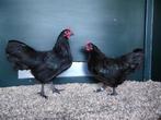Australorp kriel | Rustige kippen | Passend advies, Dieren en Toebehoren, Pluimvee, Vrouwelijk, Kip