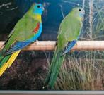 Turquasine parkieten., Meerdere dieren, Parkiet