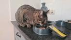 Vermist grijs poes, Dieren en Toebehoren, Vermiste en Gevonden Dieren, Kat