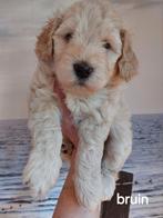 Mini labradoodle half Australian Nog 3 schatjes beschikbaar, Overige rassen, 8 tot 15 weken, Meerdere, Meerdere dieren