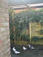 hoogevliegers duiven, Dieren en Toebehoren, Meerdere dieren, Kip