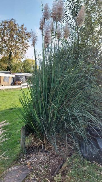 Gratis planten en struiken uit te graven! beschikbaar voor biedingen