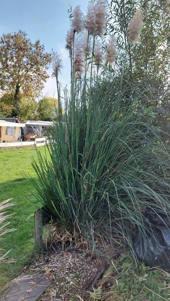 Gratis planten en struiken uit te graven!, Tuin en Terras, Planten | Tuinplanten, Vaste plant, Siergrassen, Volle zon, Herfst