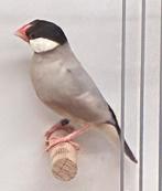 Rijstvogel man pastel/mokka, Dieren en Toebehoren, Mannelijk, Tropenvogel, Geringd