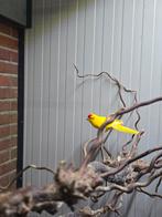 2 jonge kakariki mannen, Dieren en Toebehoren, Mannelijk, Parkiet