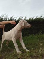 Witte dobermann puppy's te koop, Dieren en Toebehoren, België, Fokker | Hobbymatig, Overige rassen, 8 tot 15 weken