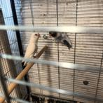 Albino, Dieren en Toebehoren, Vrouwelijk, Dwergpapegaai of Agapornis