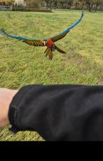 Ara papegaai (harlekijn), Dieren en Toebehoren, Vrouwelijk, Papegaai, Pratend