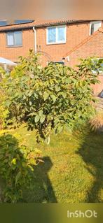 Prachtige walnootboom (ongeveer 4 jaar oud), Ophalen, Volle zon, Overige soorten