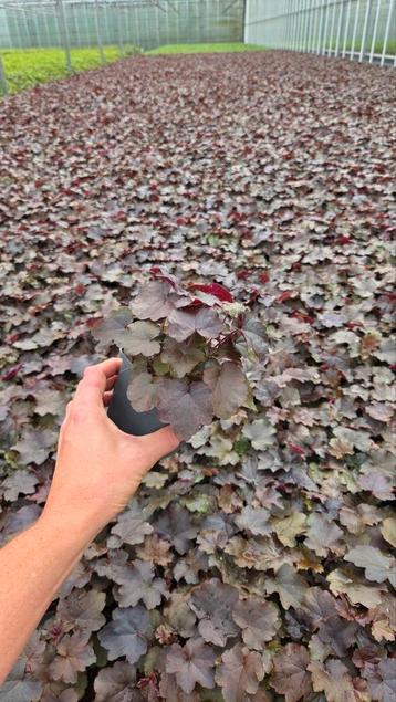 Heuchera Palace Purple - 9cm vaste plant - Spotgoedkoop beschikbaar voor biedingen