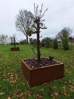 2x Perenboom laagstam., Tuin en Terras, Ophalen, Vierkant, Nieuw, Metaal