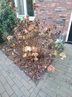 2 hortensia's, 100 tot 250 cm, Zomer, Palmboom, Ophalen