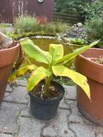 Bananen plant, Tuin en Terras, Planten | Tuinplanten, Ophalen, Zomer, Volle zon