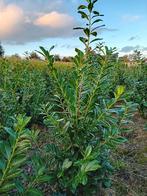 Laurier Prunus laur. Novita haagplant groenblijvend 80-200, Tuin en Terras, Ophalen of Verzenden, Laurier, 100 tot 250 cm