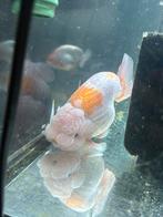 HQ TVR Ranchu te koop, Dieren en Toebehoren, Vis