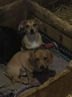 Teckel x Peruaanse Naakthond, Dieren en Toebehoren, Honden | Teckels en Dashonden, Reu, 8 tot 15 weken, Korthaar, Dwerg