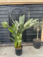 Strelitzia Reginae - Paradijsvogelplant 170cm, Volle zon, Vaste plant, Zomer, Ophalen