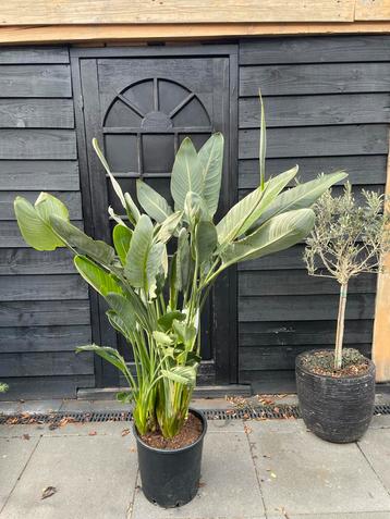 Strelitzia Reginae - Paradijsvogelplant 170cm beschikbaar voor biedingen