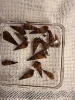 Toren slakjes, Dieren en Toebehoren, Ophalen