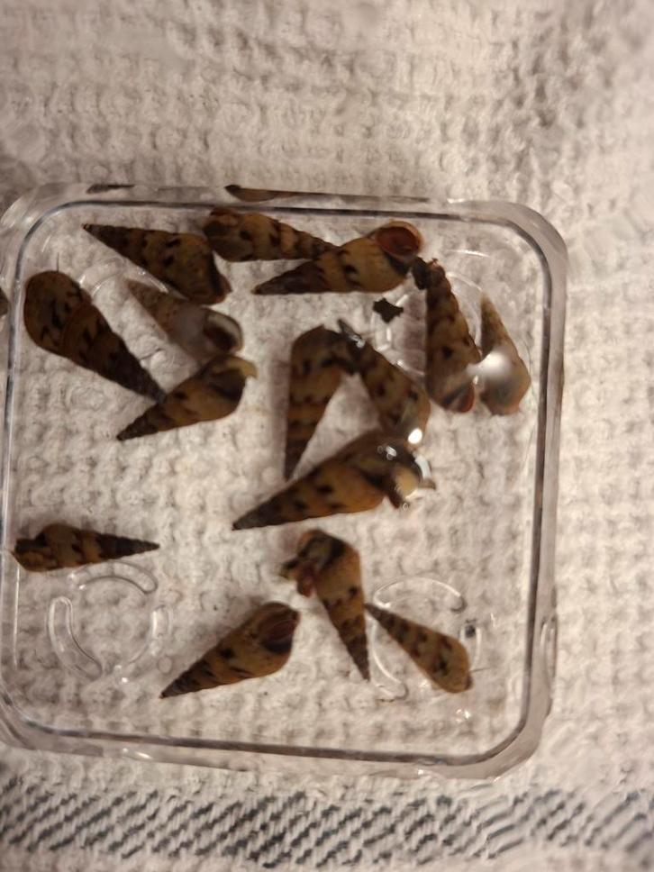 Toren slakjes, Dieren en Toebehoren, Vissen | Aquaria en Toebehoren, Ophalen