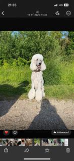 Dekreu koningspoedel grote poedel stamboom, Dieren en Toebehoren, Honden | Dekreuen, Reu, Parvo, Eén hond, 3 tot 5 jaar