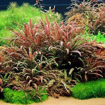 hygrophila pinnatifida rood beschikbaar voor biedingen