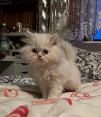 perzische  kittens, Dieren en Toebehoren, Katten en Kittens | Raskatten | Langhaar, Meerdere dieren, Gechipt, 0 tot 2 jaar