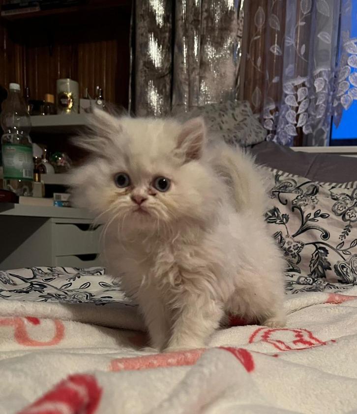 perzische  kittens, Dieren en Toebehoren, Katten en Kittens | Raskatten | Langhaar, Meerdere dieren, 0 tot 2 jaar, Gechipt, Ontwormd