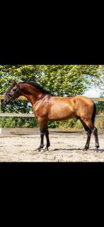 PRE /  Andalusier ruin, Dieren en Toebehoren, Paarden, Gechipt, Ruin, Dressuurpaard, Zadelmak