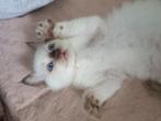 Schattige Ragdoll kittens – 11 weken – 2 meisjes, 1 jongen –