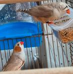 Koppel Zebravinken met kooi, Dieren en Toebehoren, Meerdere dieren