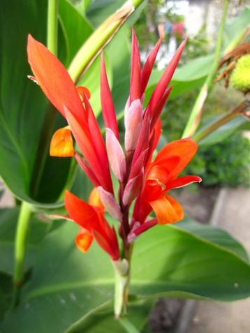 canna zaden Coccinea beschikbaar voor biedingen
