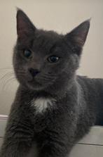 2 meisjes Blauwe Rus X Britse Korthaar, Dieren en Toebehoren, Katten en Kittens | Raskatten | Korthaar, Poes, Ontwormd, 0 tot 2 jaar