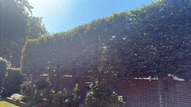 Leibeuken Carpinus betulus, Tuin en Terras, Planten | Bomen, Ophalen of Verzenden