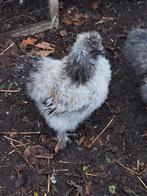 Zijdehoender haantjes 5 maand oud, Dieren en Toebehoren, Mannelijk, Kip