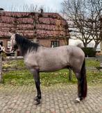 Christmas sale, Dieren en Toebehoren, Paarden, Meerdere dieren, Niet van toepassing, Dressuurpaard, 3 tot 6 jaar