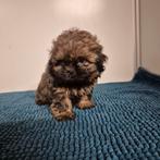 prachtige raszuivere kleinblijvende shih tzu pups, Overige rassen, 8 tot 15 weken, Meerdere, Meerdere dieren