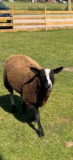 Zwartbles schapen, Meerdere dieren, Schaap, 0 tot 2 jaar