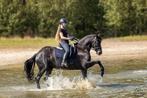 Lieve 5jarige Friese (sport) merrie, Dieren en Toebehoren, Paarden, Merrie, Gechipt, Dressuurpaard, 3 tot 6 jaar