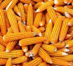 Mais kolven op aanvraag, Ophalen, Voorjaar, Volle zon, Zaad