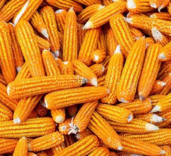 Mais kolven op aanvraag, Tuin en Terras, Bloembollen en Zaden, Zaad, Voorjaar, Volle zon, Ophalen