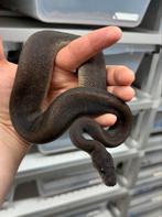 Suma vrouwtje python regius 100% het pied, Slang, 0 tot 2 jaar