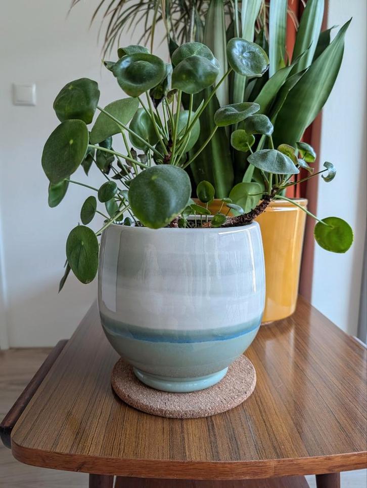 🪴 Pannenkoekenplant | Retro groen-blauwe  pot, Huis en Inrichting, Kamerplanten, Minder dan 100 cm, Groene kamerplant, Volle zon