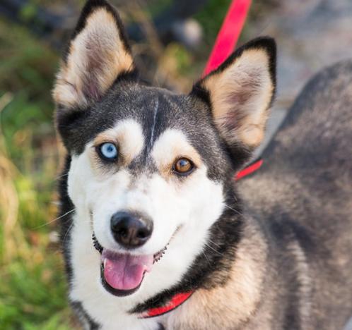 Roxy is een prachtige husky met verschilende  ogen, Dieren en Toebehoren, Honden | Niet-rashonden, Middel, Teef, Particulier, Eén hond