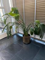 Strelizia plant, Overige soorten, 100 tot 150 cm, Ophalen of Verzenden, Volle zon